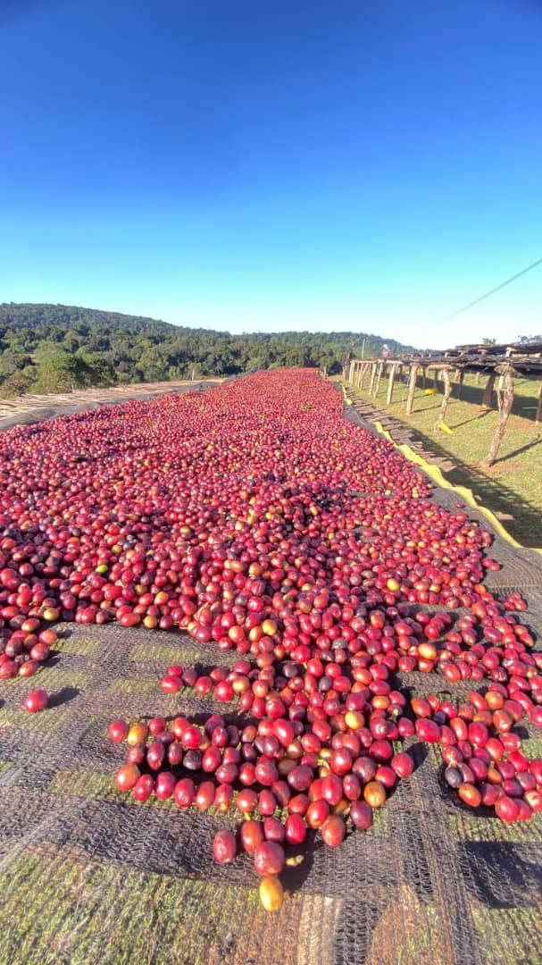 Natural Processed Coffee Beans