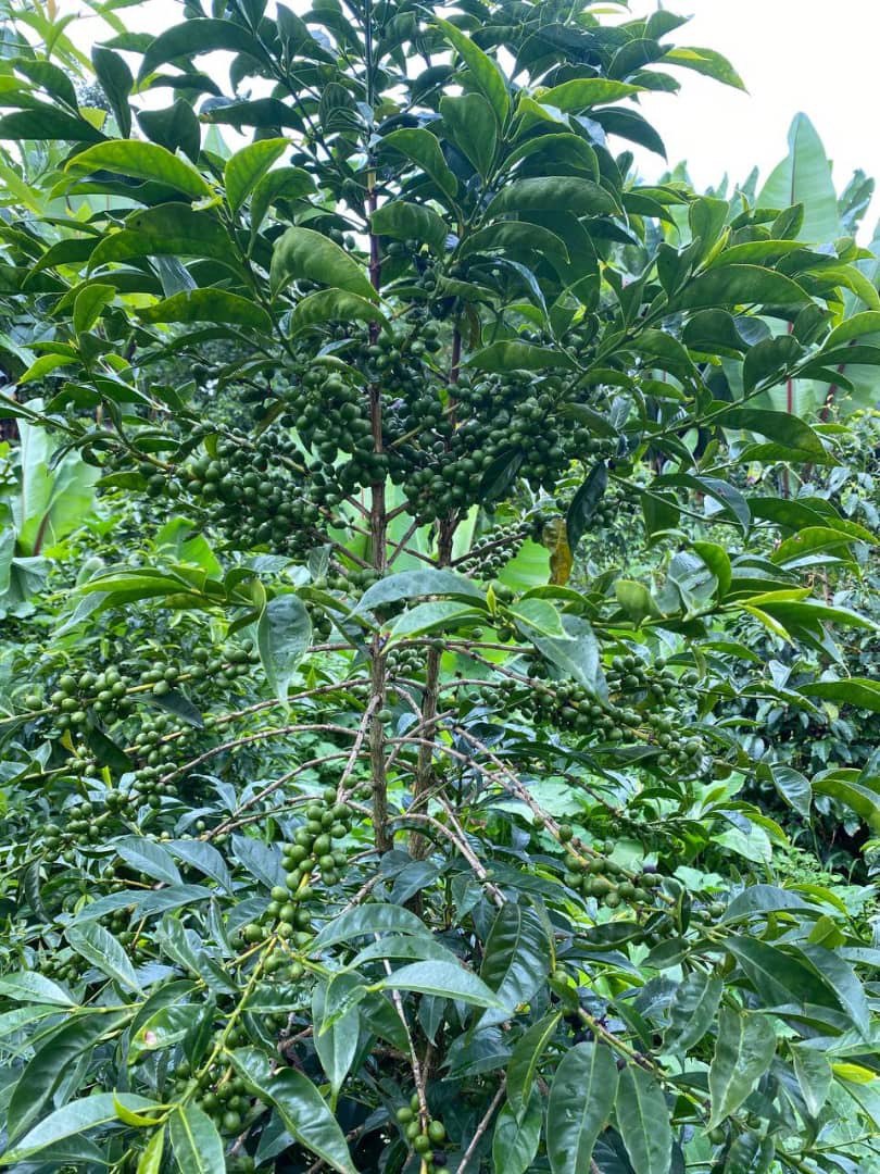 Ethiopian Coffee Cherries